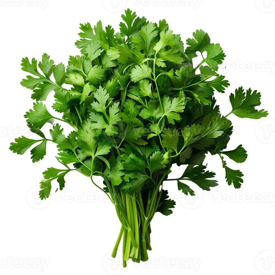 Green coriander per stk
